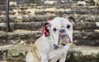 a bulldog wearing a flower crown sits on some steps